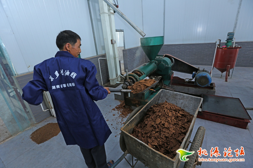 2121非凡,油茶种植出产加工销售,植物油种植出产加工销售